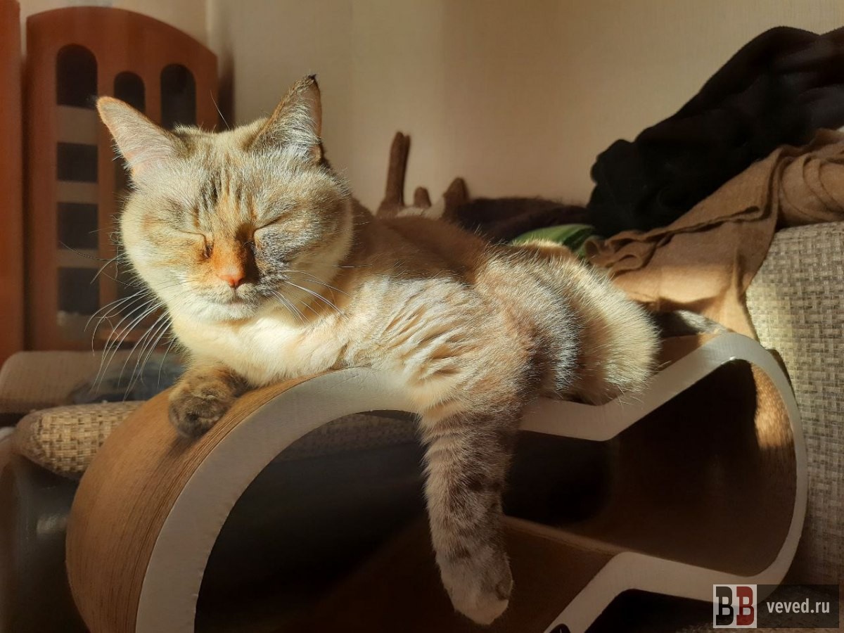     Фото: Вечерние ведомости