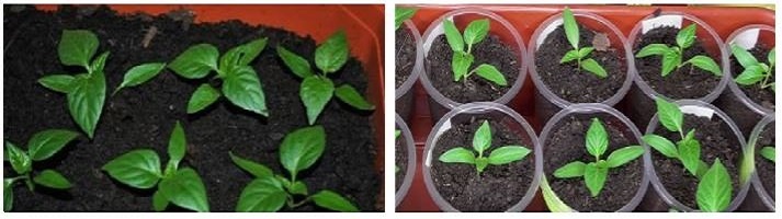 Рассаду перца сеют в общий ящик с последующей пикировкой или в отдельные горшки с дальнейшим посевом в открытый грунт.