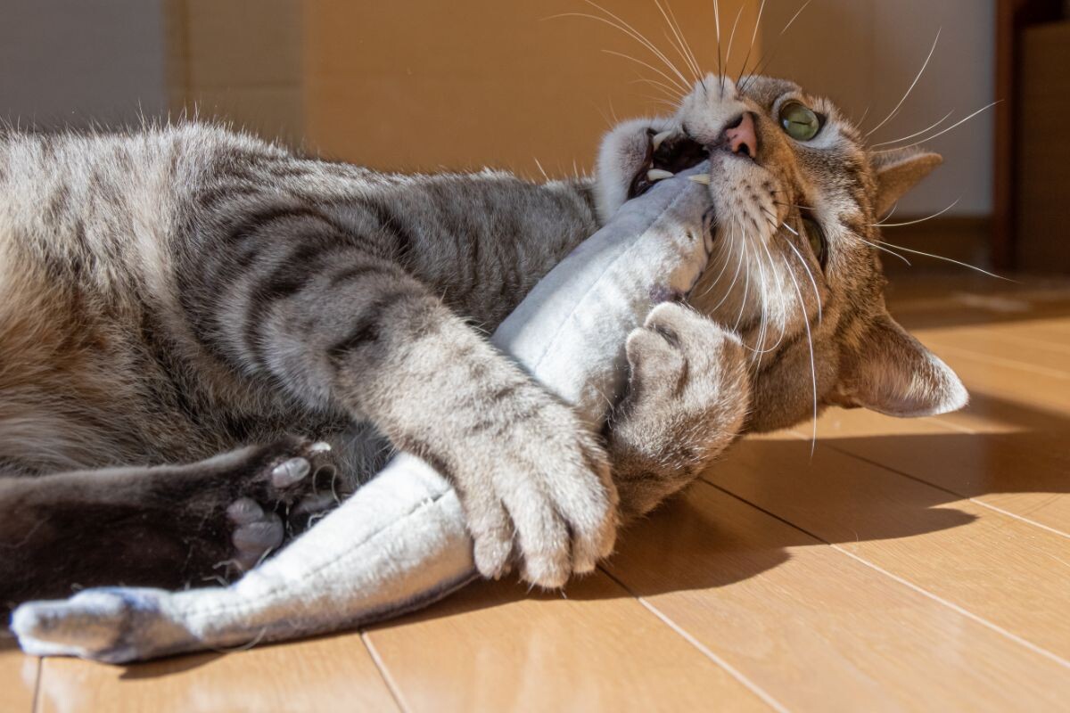 Хищник поймал игрушку ☺️