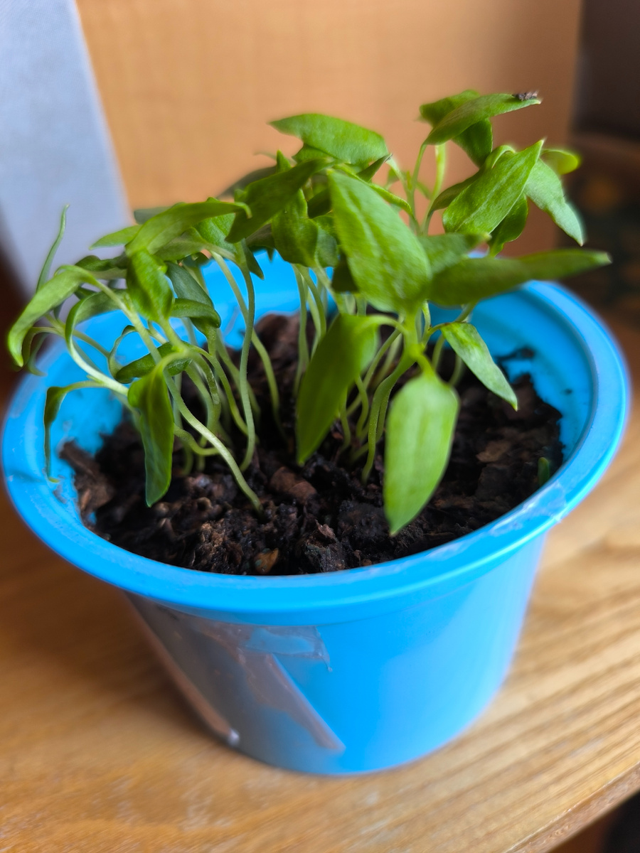 Жгучий острый перчик 