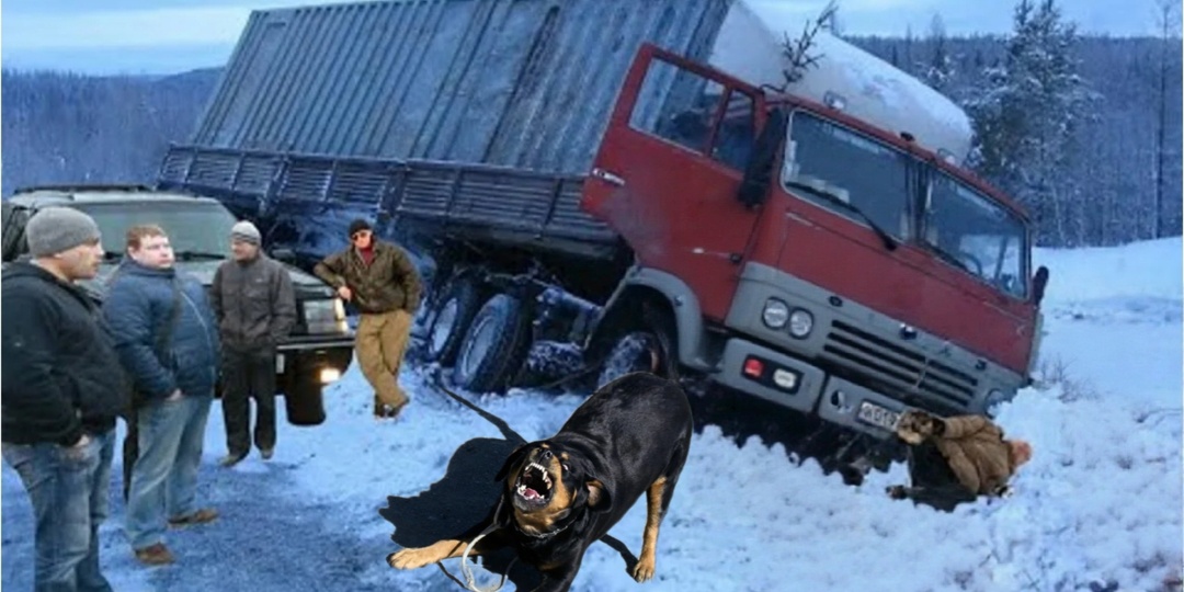 Дальнобойщика Степана остановили дорожные грабители. Но вдруг выбежала злая собака