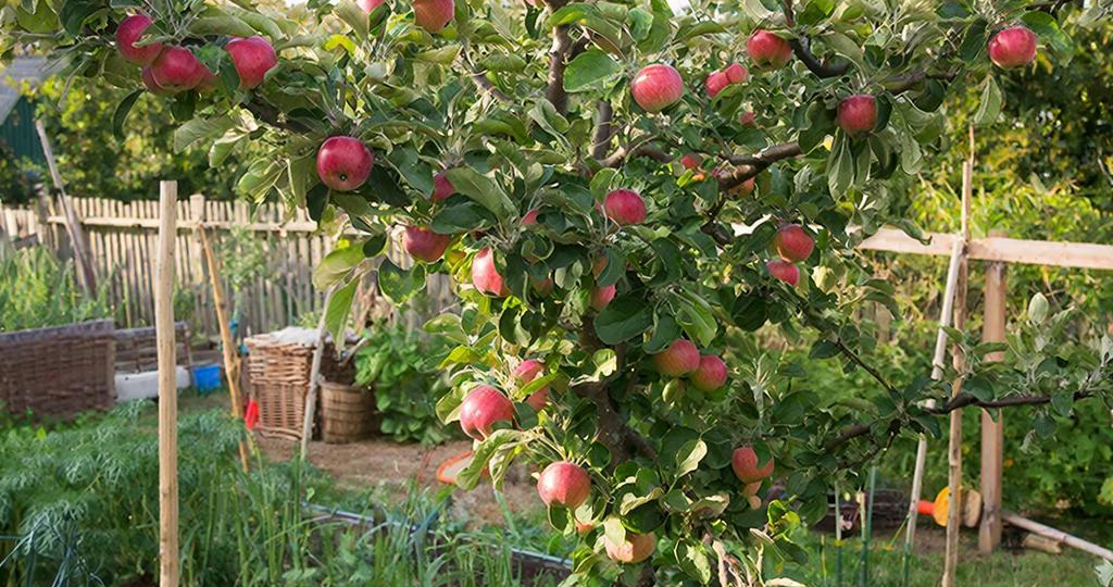 Сад без хлопот: какие сорта яблонь я выбрал для дачи и почему не жалею