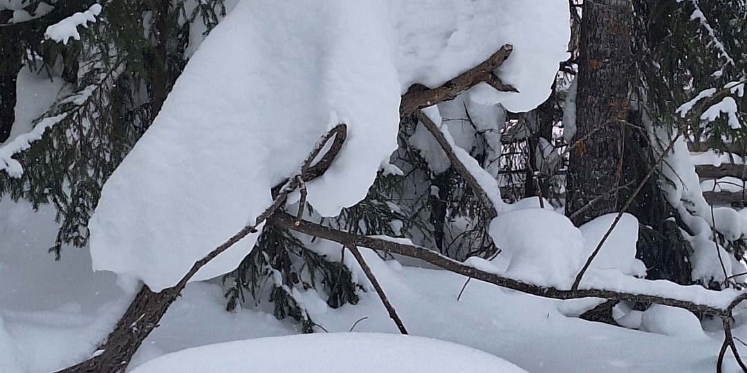 Эти звери по дороге лесной не страшны - они снеговые