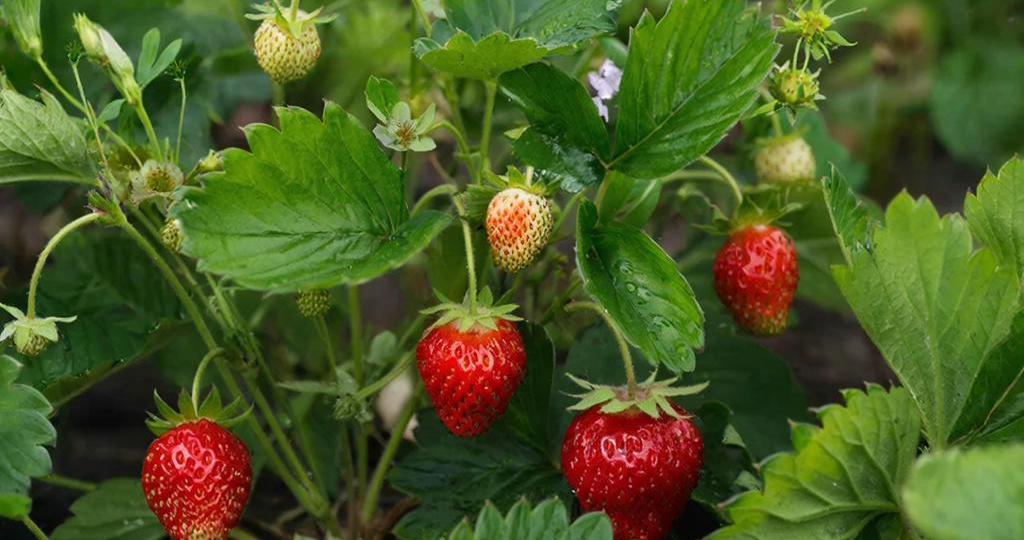 Весеннее окучивание клубники: ошибки и правила большого урожая