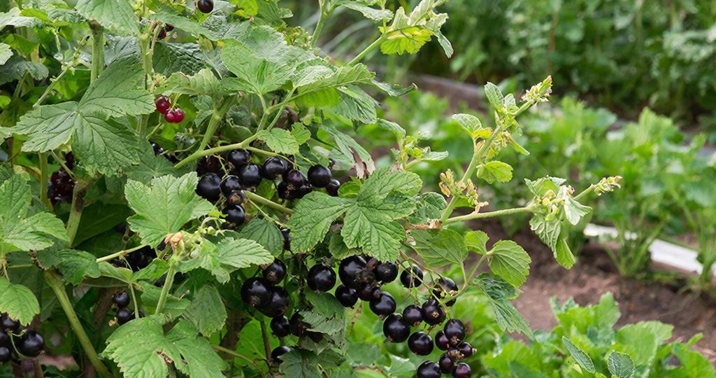 Не спешите с лопатой: как заставить старую смородину плодоносить лучше молодой