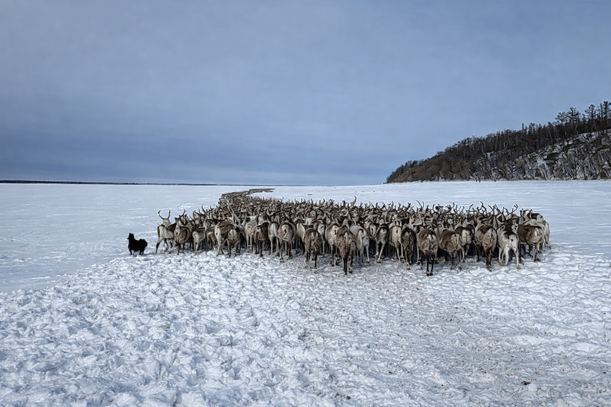 Чем больше стадо — тем спокойнее зима.