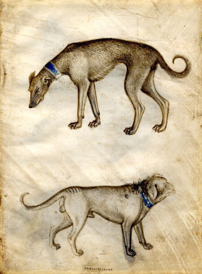 Борзая и мастиф. Рисунок из средневекового манускрипта