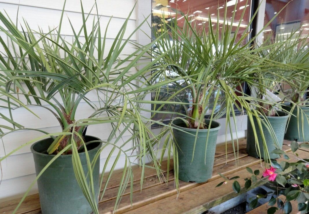 Фотография из интернета