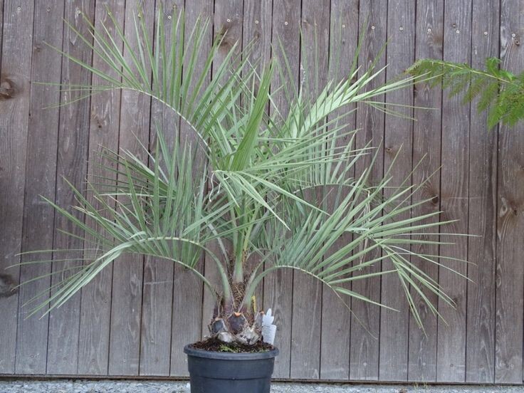 Фотография из интернета