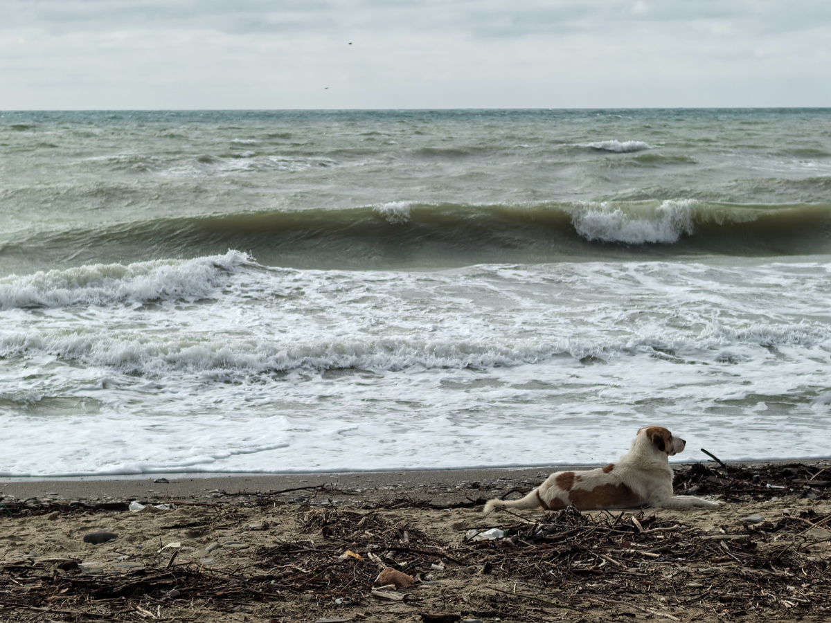 Собака тоже дышит свежим воздухом
