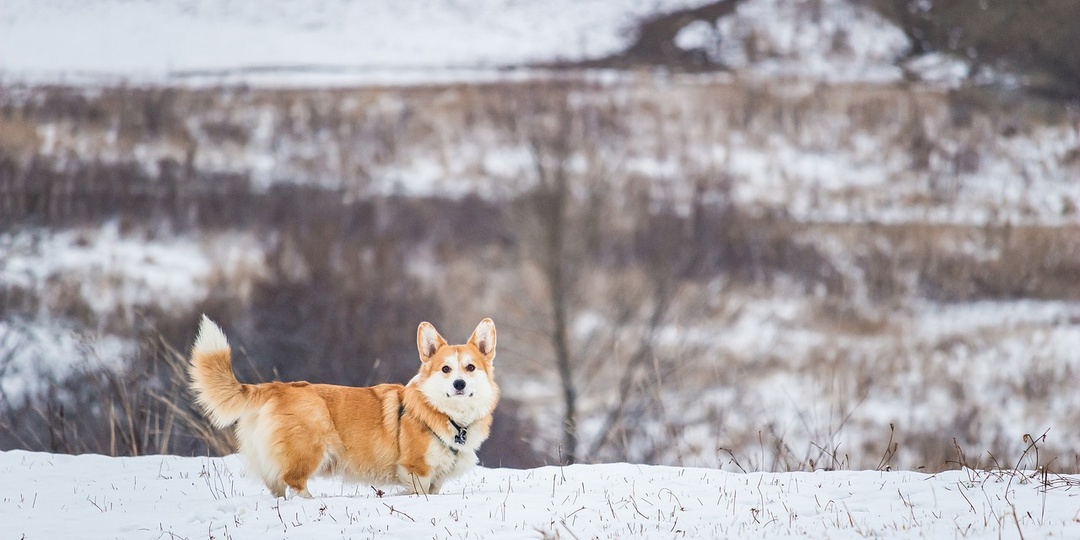 Секреты лунного календаря: как прожить неделю 16-22 февраля 2026 без ошибок и с максимальной пользой
