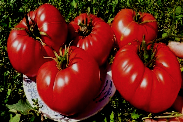 Источник: https://clck.ru/3Rpcjm