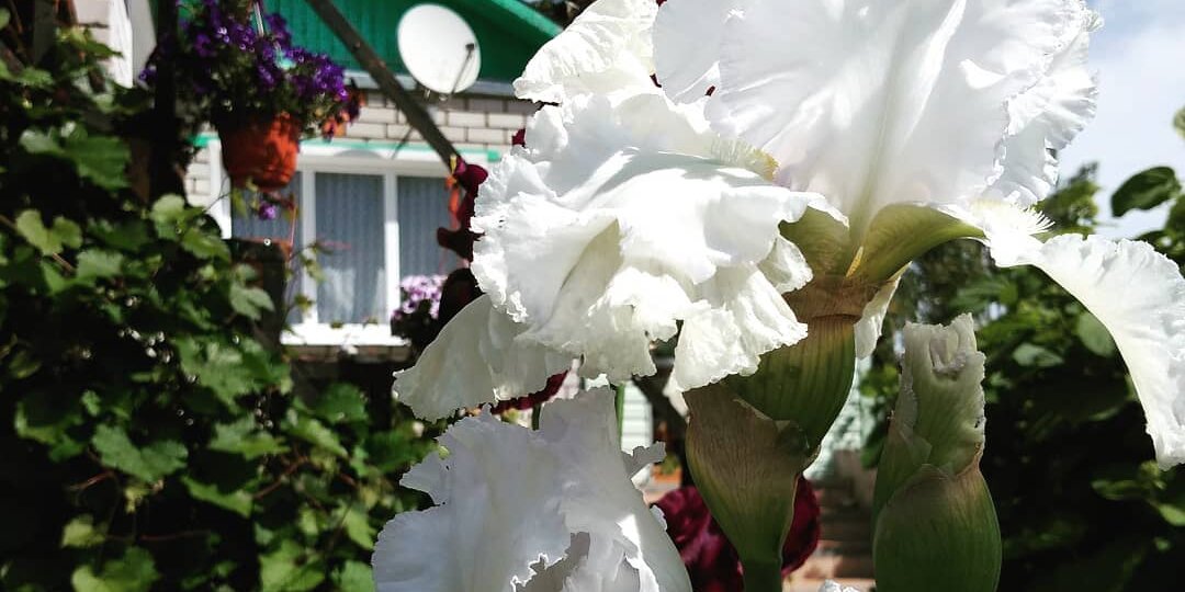 О чем я разговариваю по телефону с подругой — тоже пенсионеркой (не о болезнях)