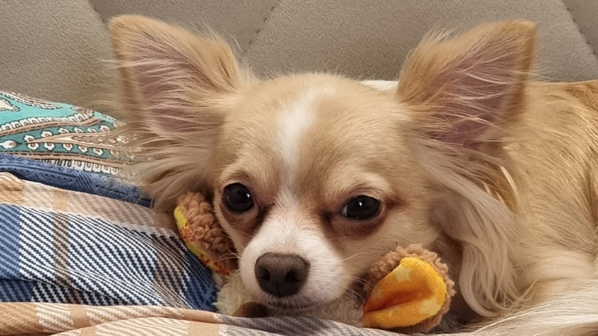 Вечер воскресенья в доме, где живут собаки, — особенное время. Когда люди наконец замолкают, Тихон приходит и просто ложится рядом. История о тишине, усталости от суеты и о том, как мало на самом деле нужно нашим питомцам. Читайте в блоге «Жизнь с лапками» ❤️🐾