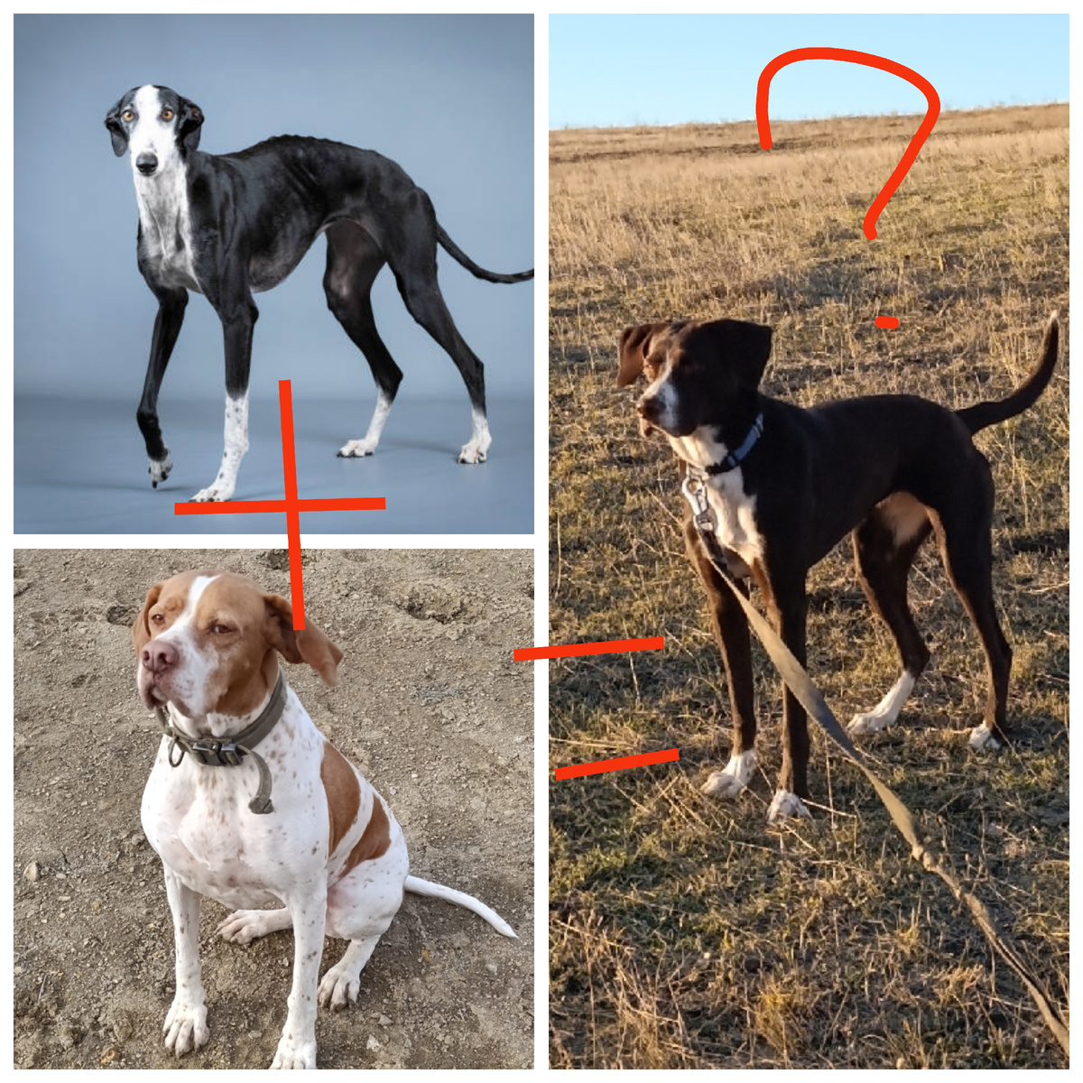 Фото грейхаунда взято из сети интернет