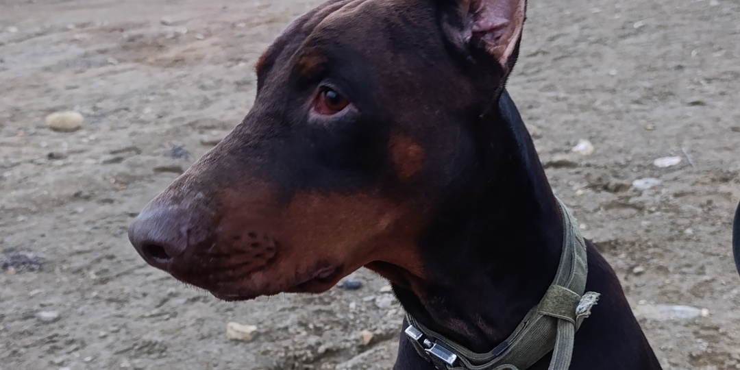 Синдром собачьей бабушки