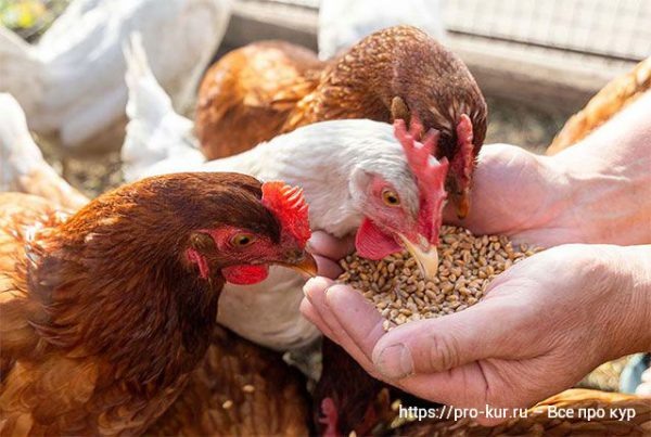 Чем нельзя кормить кур несушек зимой и летом 🐔🚫 – инструкция для заботливых хозяев