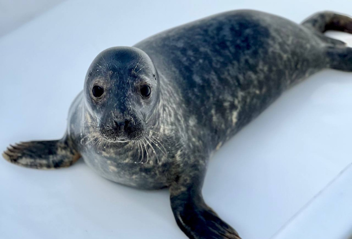 фото: пресс-служба Фонда друзей балтийской нерпы