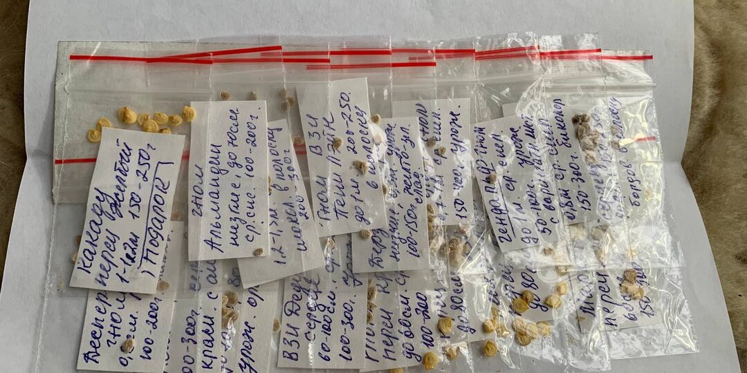 Купила семена коллекционных томатов за сущие копейки. Какие сорта посоветовала продавец