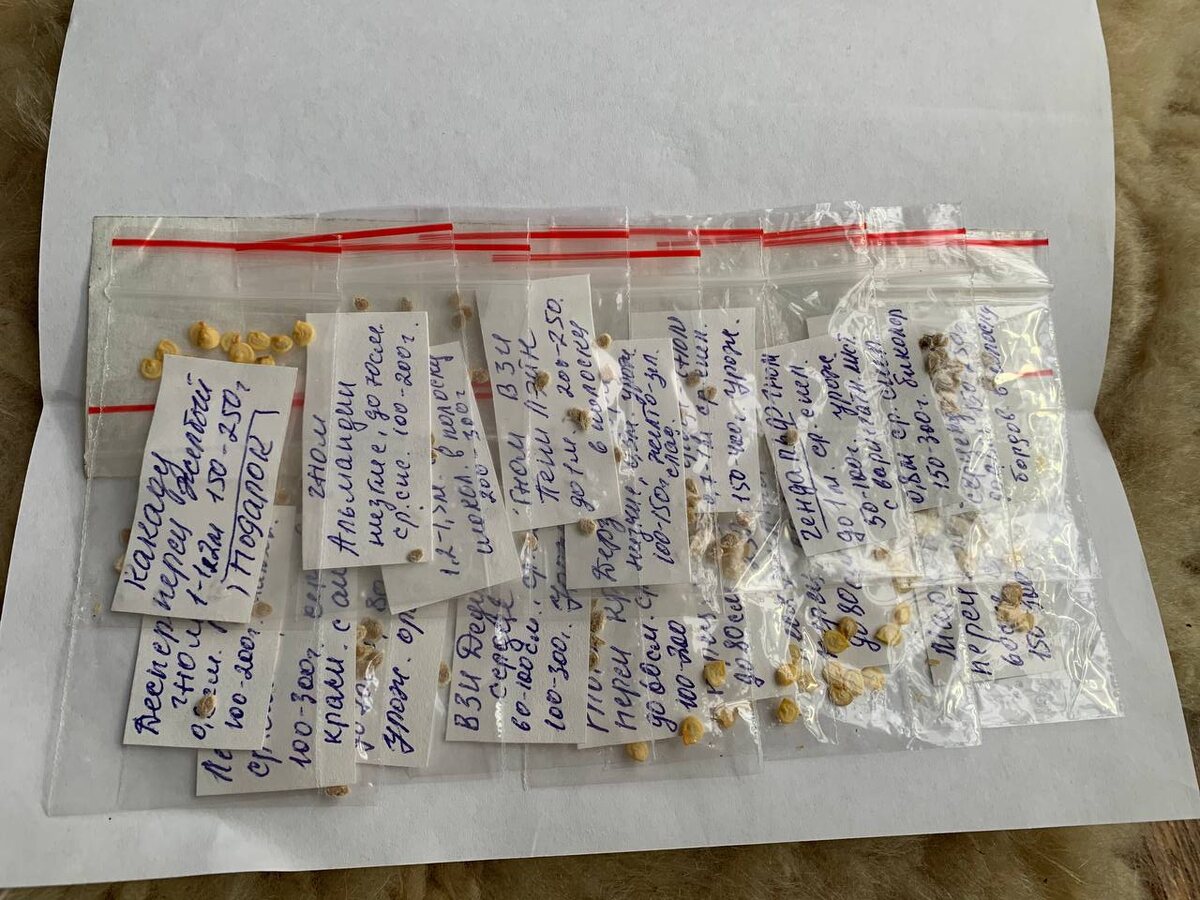 Посылка с коллекционными томатами. Фото автора