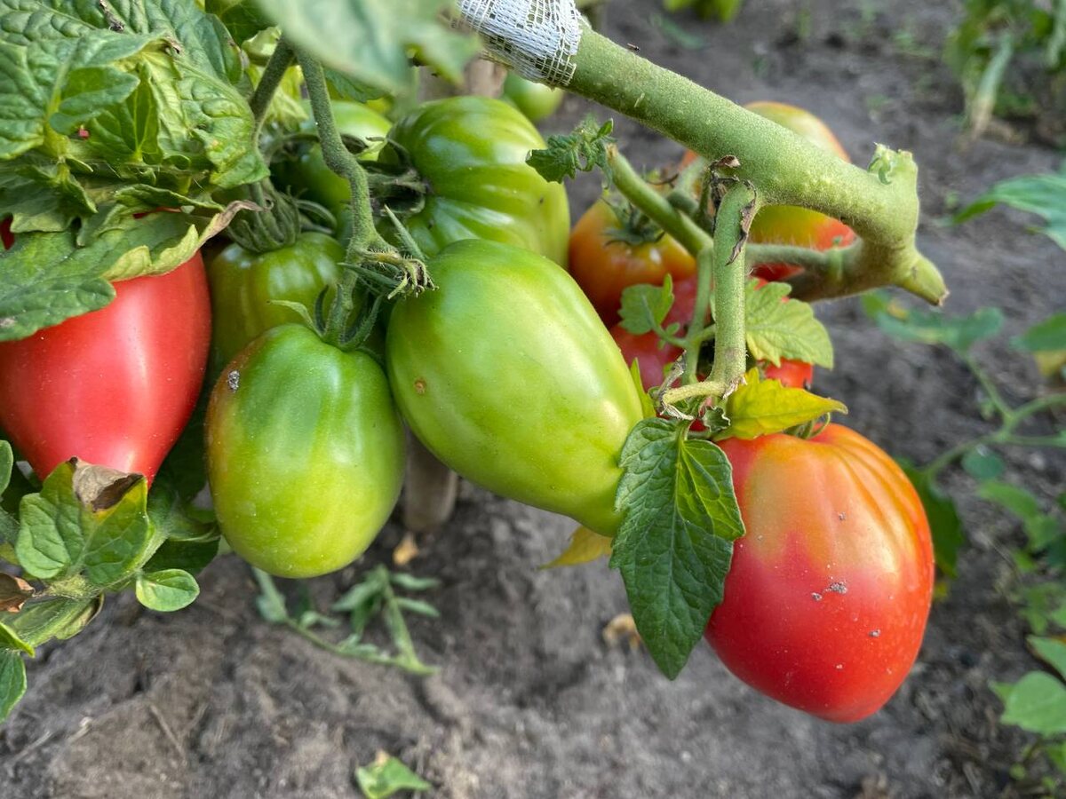 Гном Десперадо, 2025 год. Фото автора