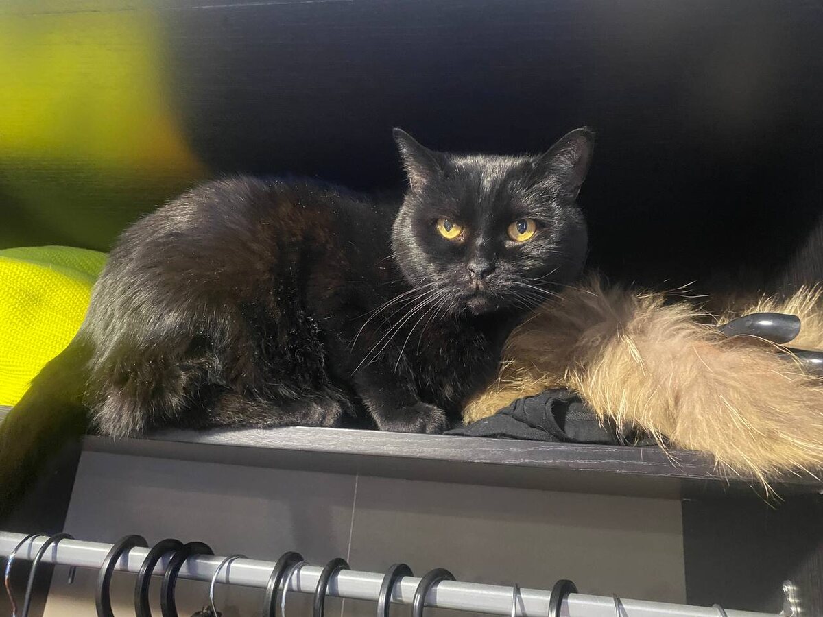 Тайсон греется в шкафу рядом с мехом