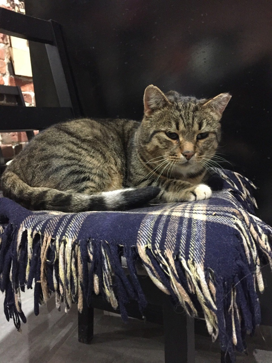 Котик Пух демонстрирует вариант лежанки на табуретке.