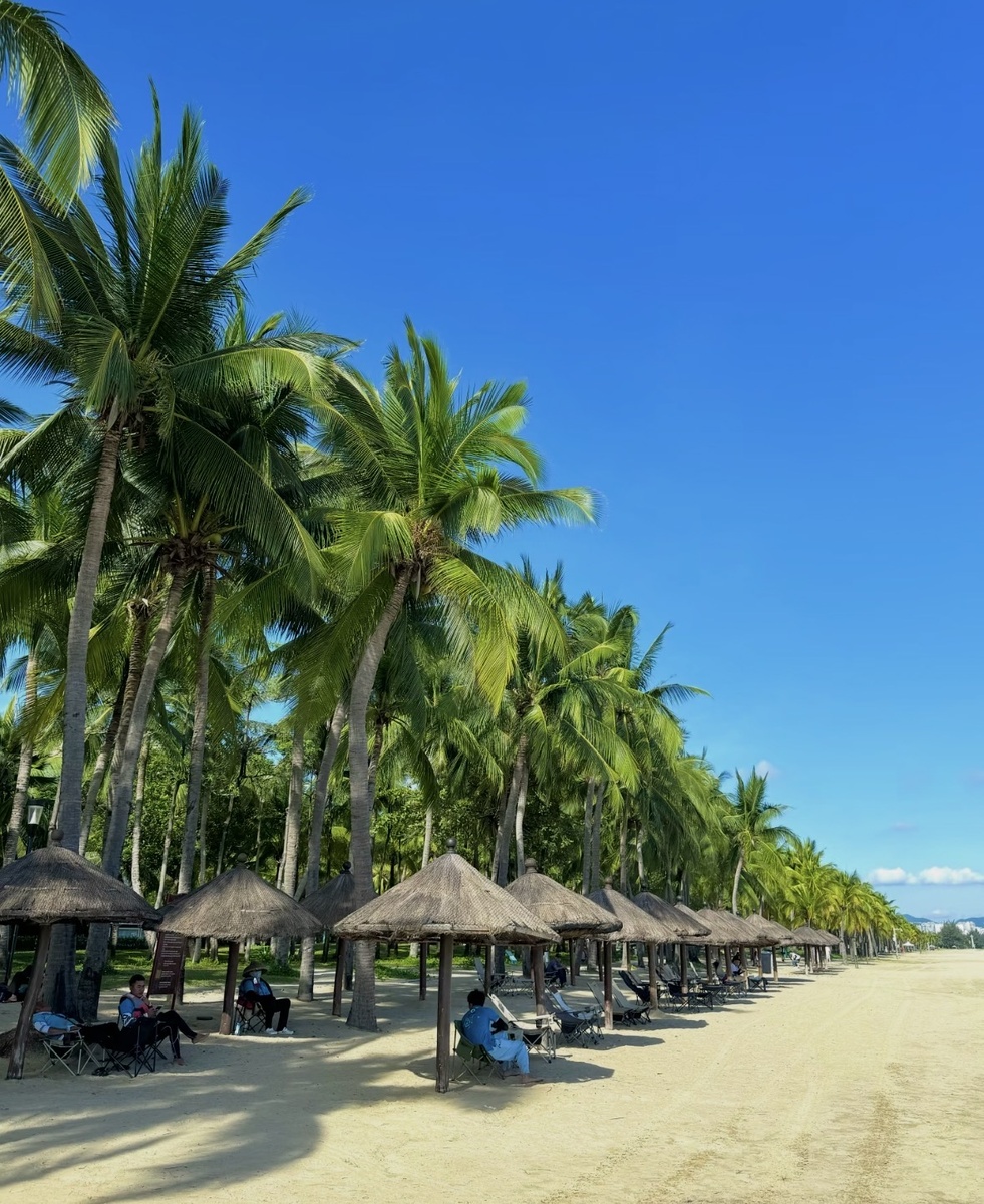 Набережная Кокосовая аллея 