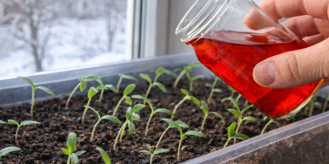 За неделю у рассады стебель толще пальца. Секрет крепкой, здоровой, урожайной рассады. Жалею что раньше этого не знала