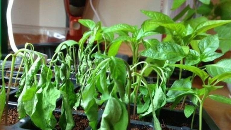 Результат передозировки самодельным составом 