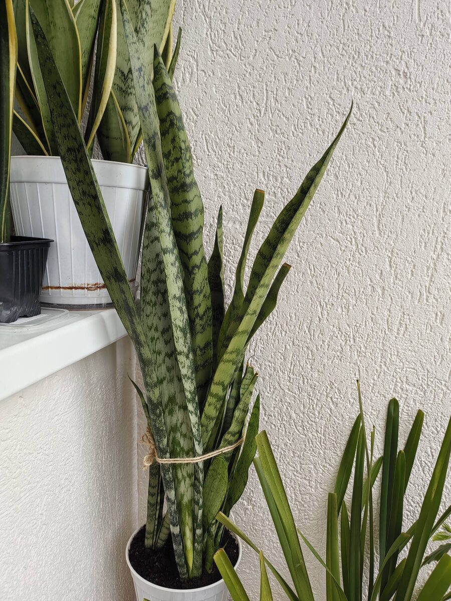 Сансивьерий Зейналика. В народе - "щучий хвост". Фото автора