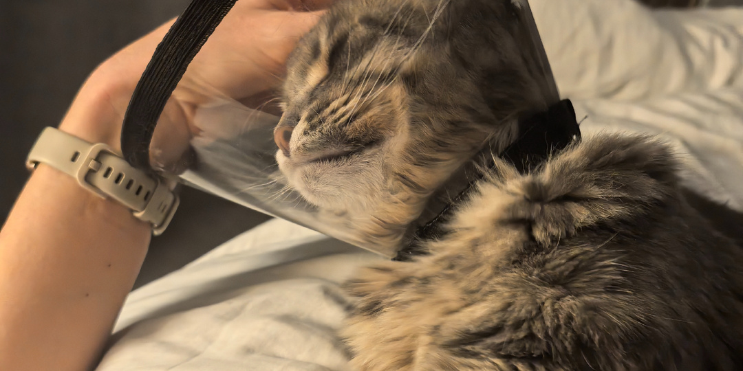 Дневниковое. 13-15 февраля. Про кота, спорт, быт и еду.