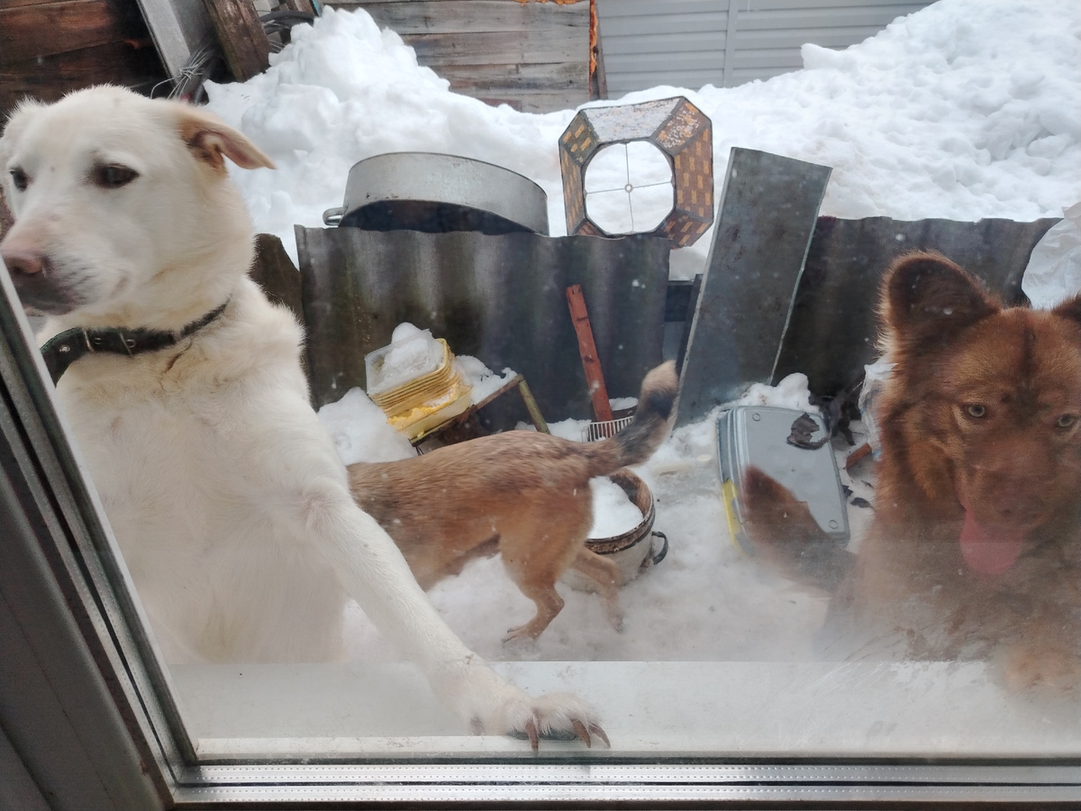 Требуют пустить в дом. 