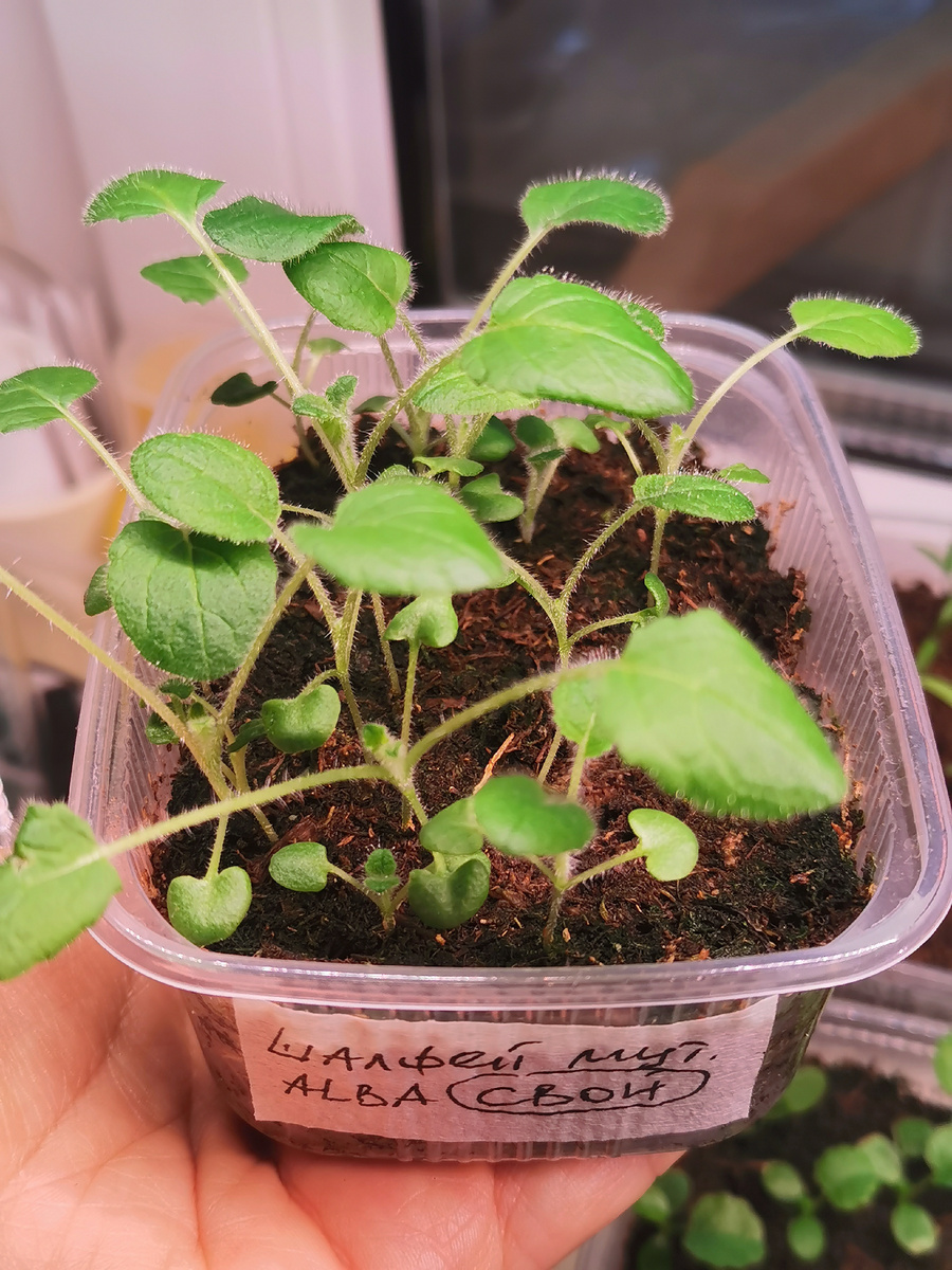 Шалфей мутовчатый  Alba