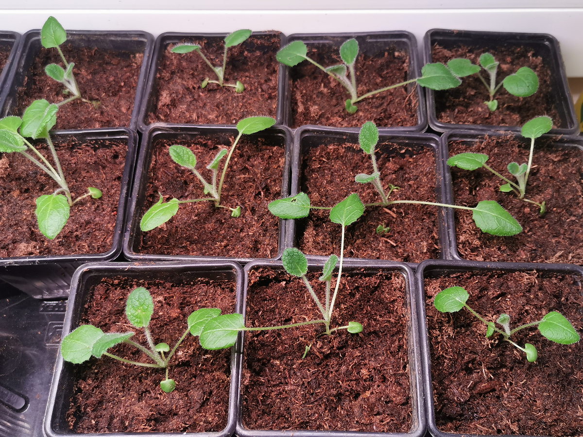 Шалфей мутовчатый Alba, 1 месяц от посева