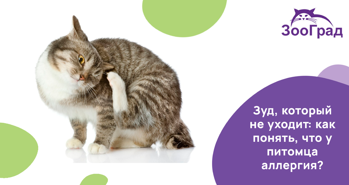 Замечати зуд у своих питомцев?