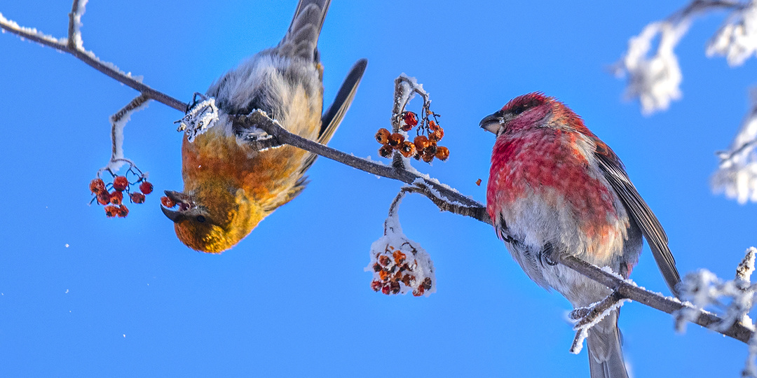 Нашествие птиц продолжается.