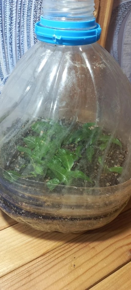 Черенки Пентаса