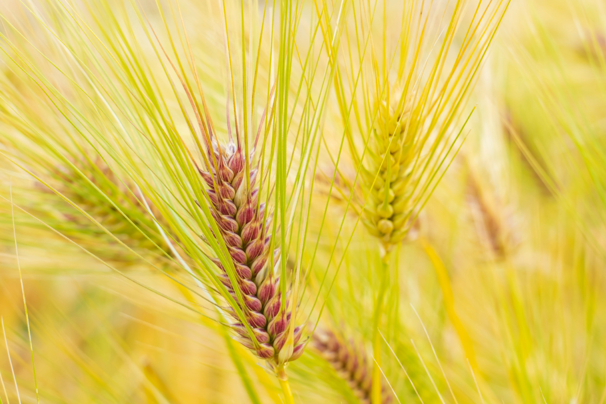 Ученые нашли различия в активности генов между сортами ячменя