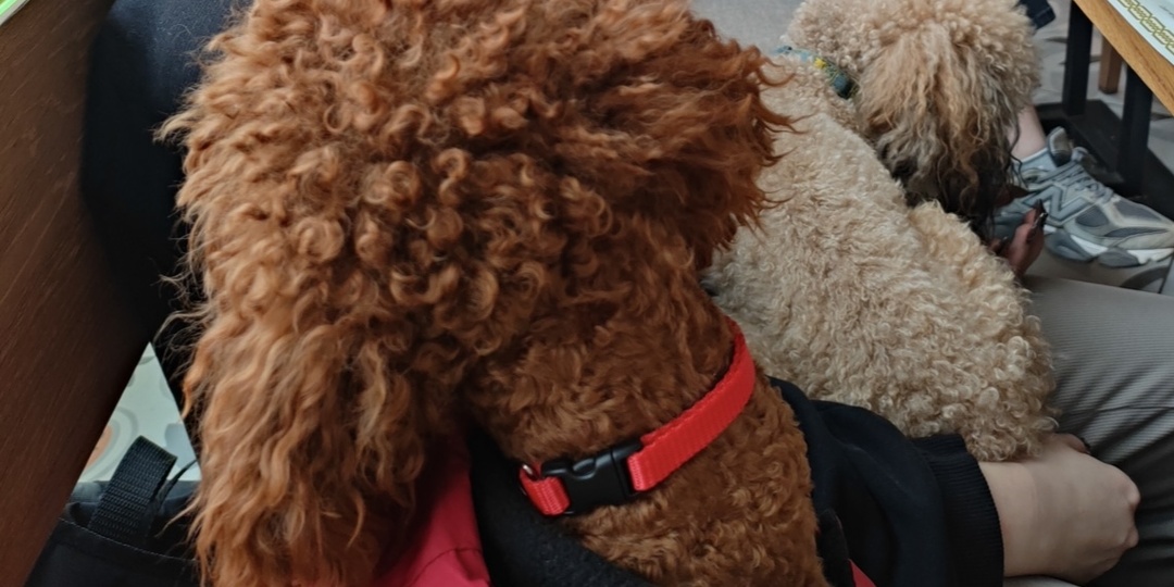 Почему не всех собак рады видеть в кафе — и как сделать, чтобы рады были вашему пуделю