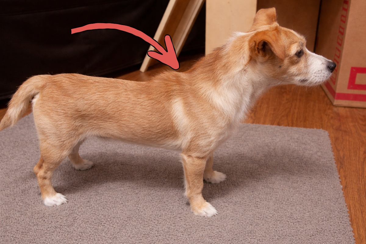 Почему у собаки встает шерсть дыбом на холке