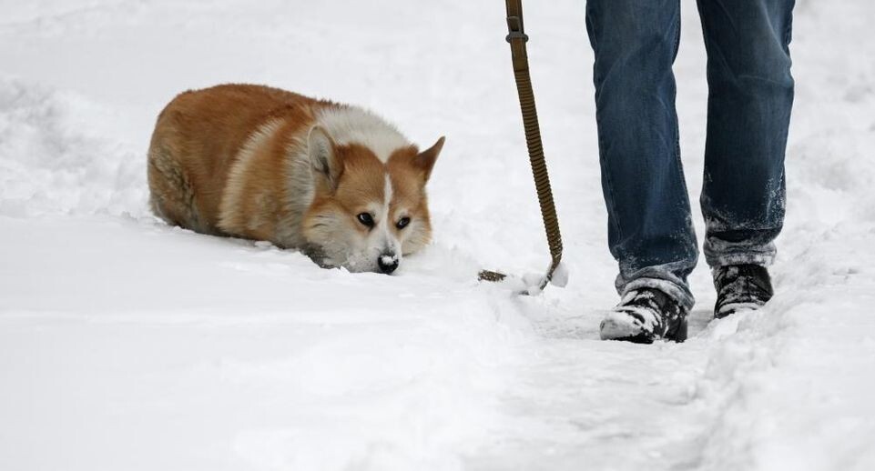    РИА «Новости»