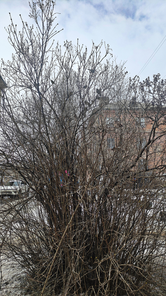 Воробьи любят густые кусты