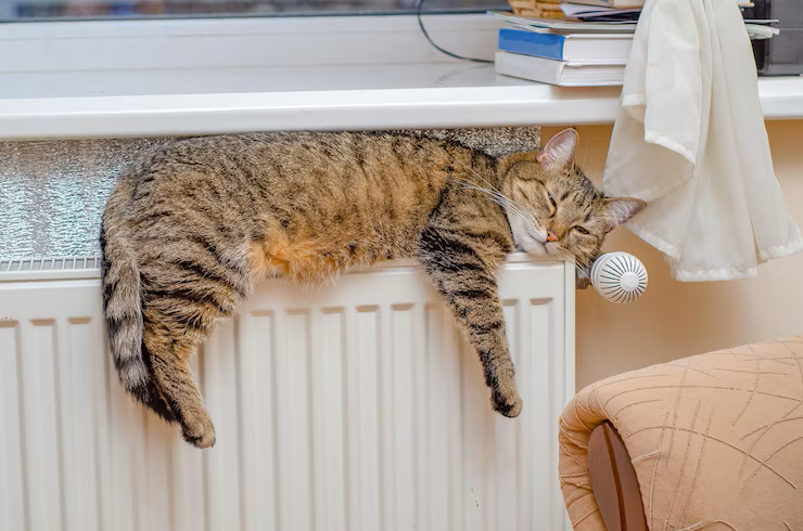 Кошки всегда ищут источники тепла, чтобы согреться.