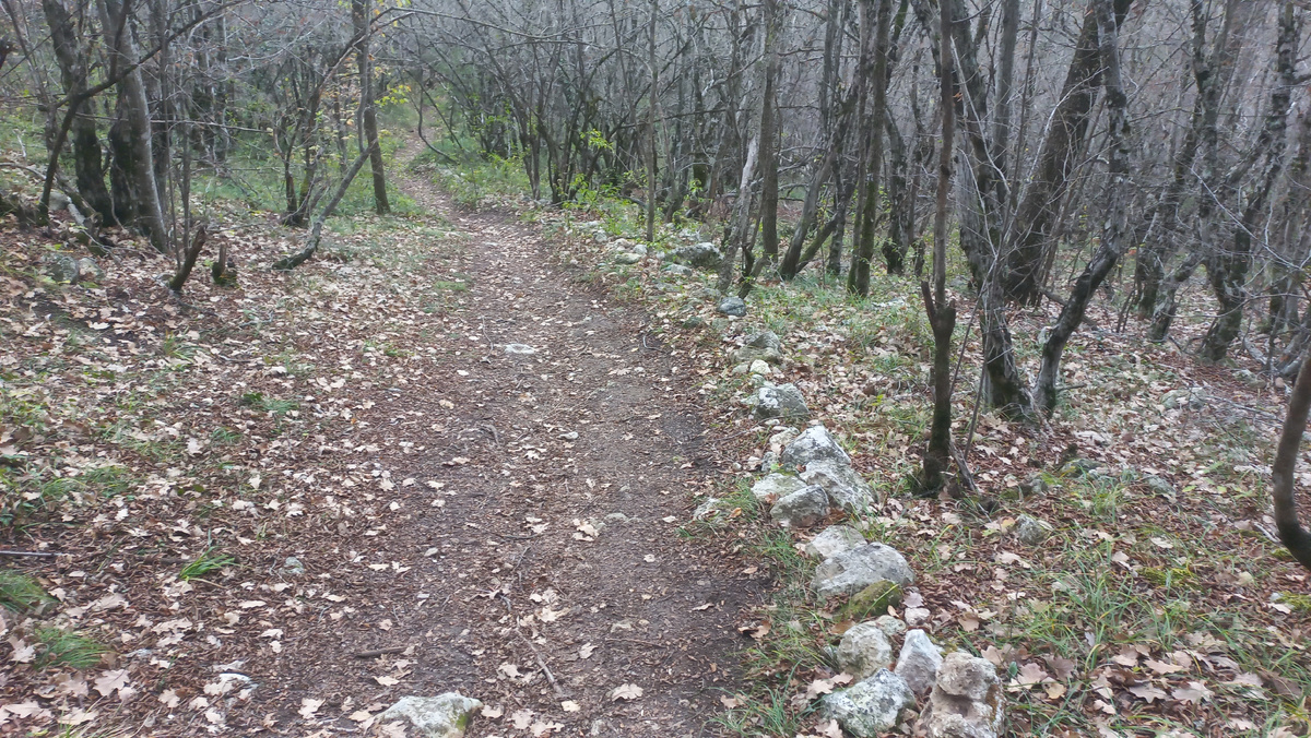 Тропа через лес (фото автора)