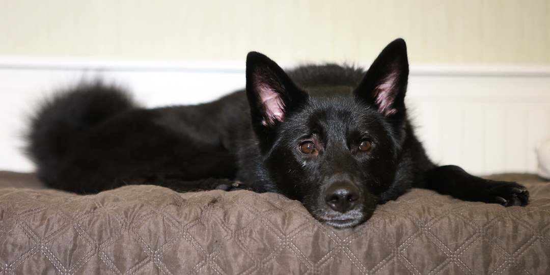 На трассе в сторону Чувашии мы подобрали его щенком. Он красив, но, к сожалению, не очень удачлив