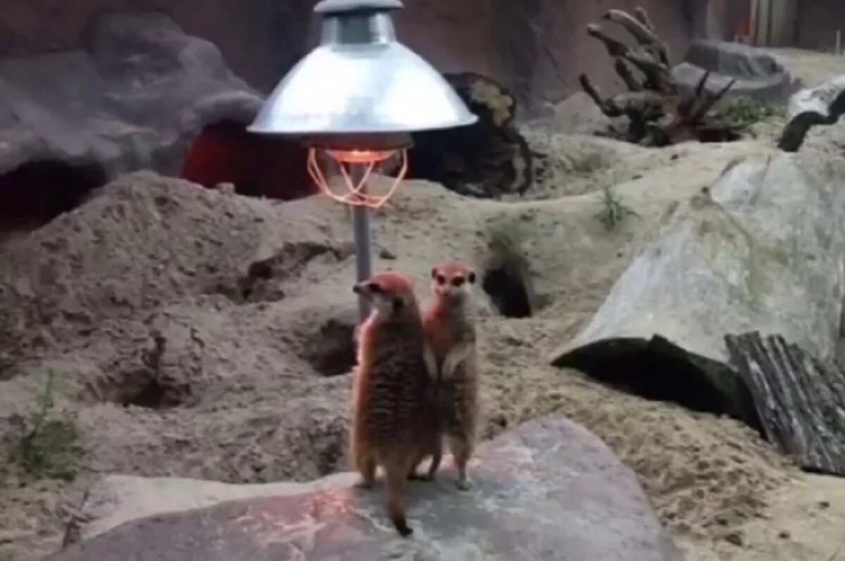    В Калининградском зоопарке родились два суриката