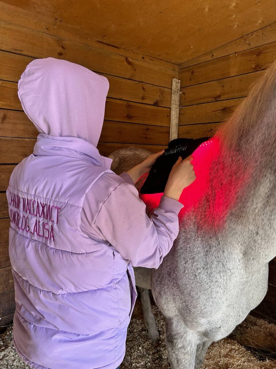 Фото из практики ветеринарной команды Гиппус Вет (телеграм hippusvet).