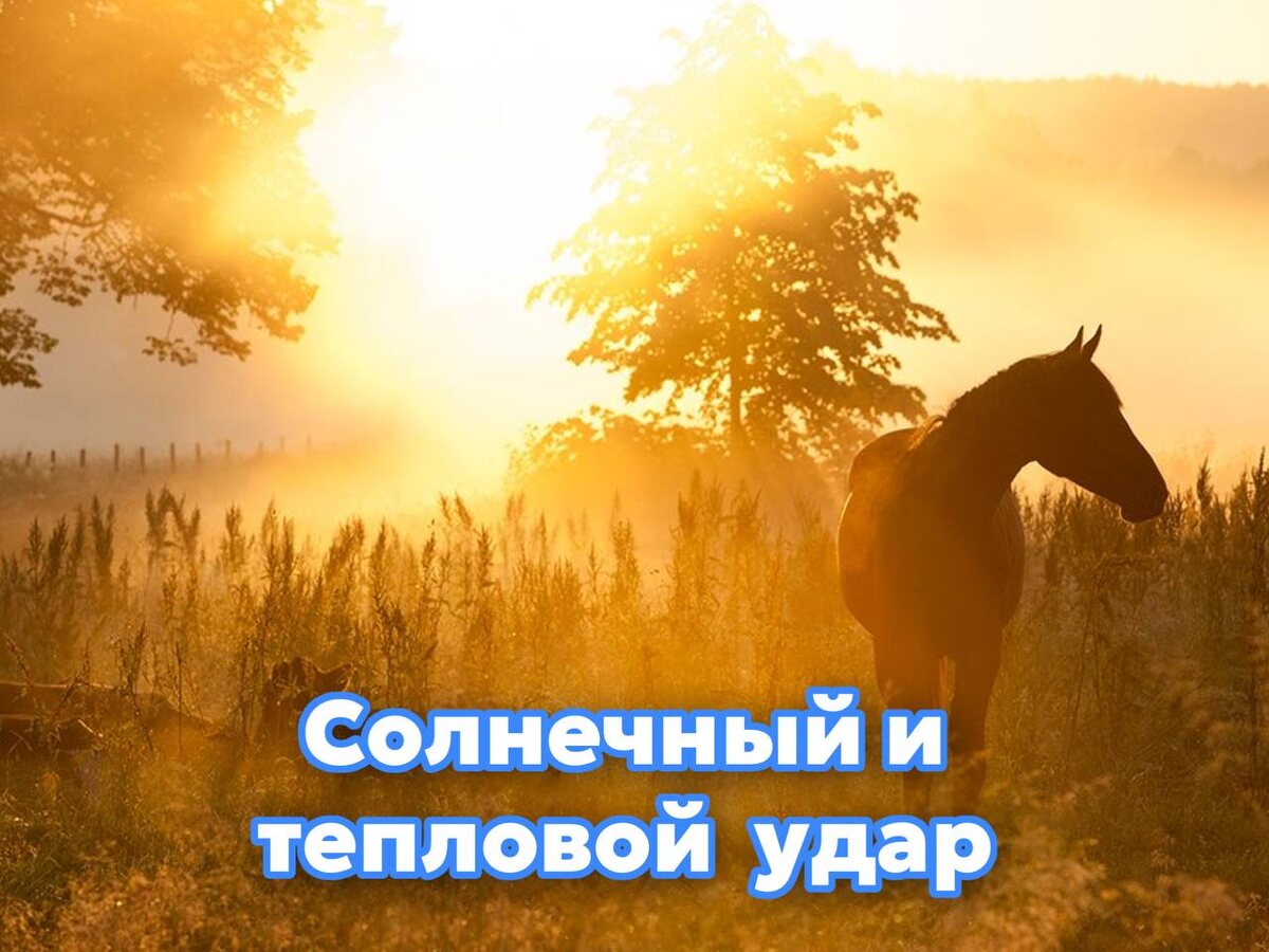 Фото из практики ветеринарной команды Гиппус Вет (телеграм hippusvet).
