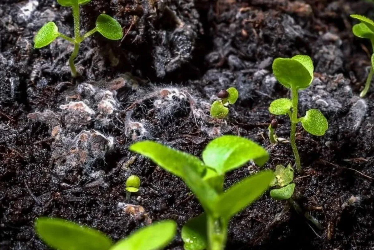 Источник фото: ogorod.ru